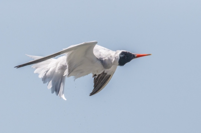 Deze stern vliegt als een kurkentrekker, kop gedraaid het is net of hij een looping heeft gemaakt.