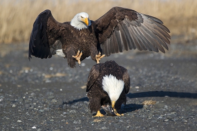 Niets vermoedende Amerikaanse zeearend, die rustig een hapje weg werkt.