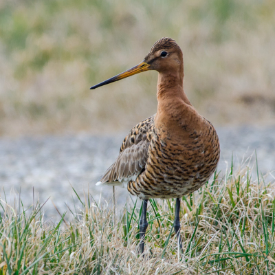 Deze grutto zag er gezond uit. Een mooie volle borst en een alerte blik. Vond dit wel een mooie pose van deze weidevogel.