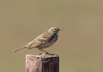 Zondag ochtend nadat de mist was opgetrokken kwam ik deze graspieper tegen op een paaltje langs de weg en had het geluk dat ie even wou meewerken.