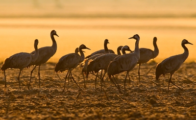 Nog een (laatste?) beeld van de kraanvogeltrek die dit voorjaar werkelijk spectaculair was in Limburg, met dagen van 10.000+ overvliegende vogels. Deze groep in oranje ochtend licht kon ik bijna vanuit het keukenraam zien staan. Optimisten hopen dat op korte termijn  deze vogel hier weer tot broeden komt,  wie weet...