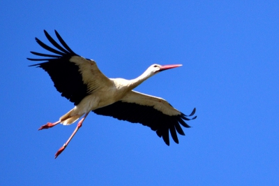 Groepje ooievaars gespot, vlogen al snel weg maar deze kreeg ik nog mooi in beeld tijdens zij vlucht.