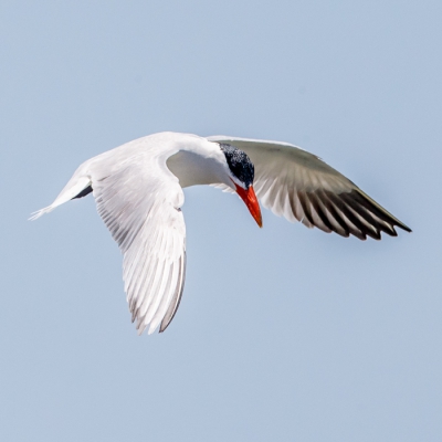 Nog wat vogels in vlucht op het strand van Tanji, maar nu deze stern in normale houding.