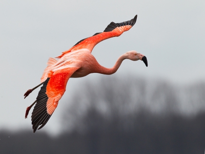 ook even in elburg geweest, naar deze mooie vogels. met een laag standpunt.