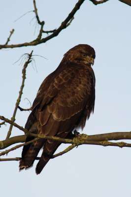 Op de terugweg na een ochtendje vissen, kwamen we deze rustige Buteo tegen. Een vriend van me had enkele foto's gemaakt waarop we onze terugweg vervolgde. Thuis aangekomen, begon het toch te kriebelen, vervolgens heb ik  snel mijn fototoestel gepakt en de wagen in. En ja hoor, hij zat er nog. Net zo rustig, dan toen we weg gingen. 
"Te wachten op de fotoshoot"