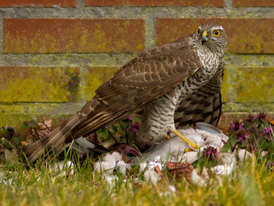 Papa... er is een duif gewond! Mijn zoontje van 6 holde me tegemoet. Het is al een echte vogelaar aan het worden. Het volgende tafereel tref ik aan verderop bij ons in de straat. Een stoere vrouwtjessperwer die z'n net geslagen prooi (duif) goed afschermt en ons doordringend aankijkt. Hard, maar dit wilde ik graag nog eens meemaken! De duif was niet meer te redden..;)