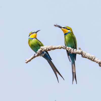 Vlak bij het Marakisa kamp, waar veel soorten vogels bivakkeren,zo ook deze zwaluwstaart bijeneters, we hebben deze soort tijdens onze reis door Gambia en Senegal niet meer waargenomen.