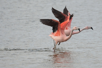 Deze twee Flamingo's nemen een spurtje om te gaan vliegen.... (er was aalscholver die te dichtbij kwam vliegen en dat vonden ze blijkbaar niet prettig)