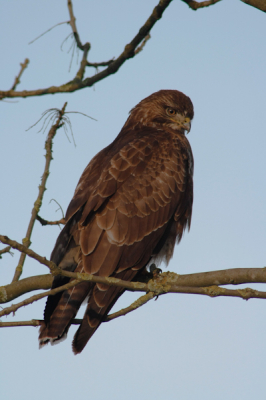 Op de terugweg na een ochtendje vissen, kwamen we deze rustige Buteo tegen. Een vriend van me had enkele foto's gemaakt waarop we onze terugweg vervolgde. Thuis aangekomen, begon het toch te kriebelen, vervolgens heb ik snel mijn fototoestel gepakt en de wagen in. En ja hoor, hij zat er nog. Net zo rustig, dan toen we weg gingen. 
"Te wachten op de fotoshoot"