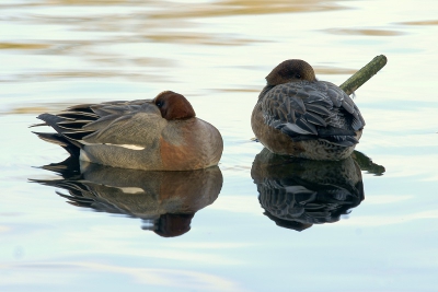 nog een foto van een paartje smienten van een paar maanden geleden. we gaan zo langzaam weer afscheid van ze nemen maar we krijgen een hoop mooie soorten terug. ik vind het high key water wel appart.