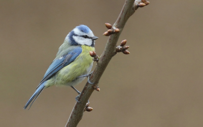 Door het slechte weer vanochtend maar eens in mijn eigen tuin gefotografeerd. Deze pimpelmees ging even lekker voor zitten.