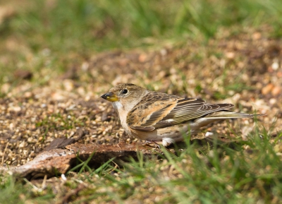 Deze vogel heb ik van de week gefotografeerd,ik denk zelf dat het een Keep is in jeugdkleed maar ben er niet zeker van.  Misschien is er iemand de het weet. b.v.d.