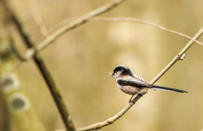 Heerlijk dit lente weer. Terwijl de massa foto's aan te maken is van de bloemen in de Keukenhof, lopen wij liever in een bos waar je de vogeltjes kan horen zingen. Doordat ze druk nesten aan het bouwen zijn, laten ze zich ook wat makkelijker zien. Deze Staartmees heeft zo te zien ook wat nestmateriaal in z'n snaveltje. Ik had het kopje liever nog wat gedraaid willen zien, maar het was niet anders. Geniet van het mooie weer!