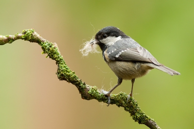Gisteren was het echt voorjaar bij de boshut. De staartmees was eerst aan het zingen, die foto volgt later, en de zwarte mees was nestmateriaal aan het verzamelen.  Een prachtig gezicht om zon klein vogeltje te zien stoeien met dat spul.