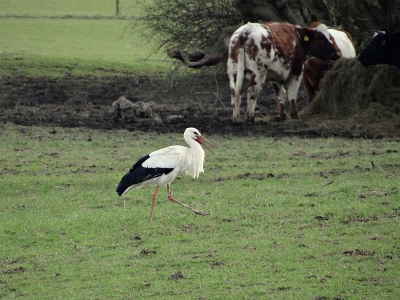 Deze ooievaar flaneerde vrolijk tussen de koeien rond. Waarschijnlijk was meneertje ooievaar dolblij omdat de  temperatuur eindelijk (wat was dat lang wachten zeg) boven de 15 graden is gekomen.