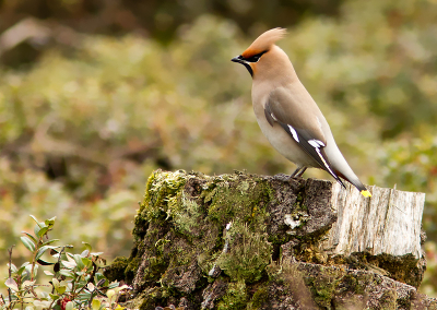 In april wil je op de Sallandse Heuvelrug de korhoen zien. Ik was er speciaal 5 uur voor opgestaan... Mag ik vandaag de korhoen, een pestvogel noemen. Want de pestvogel verdient die naam niet... Gewoon tot in april blijven om de korhoen te compenseren. Ik vind het klasse!