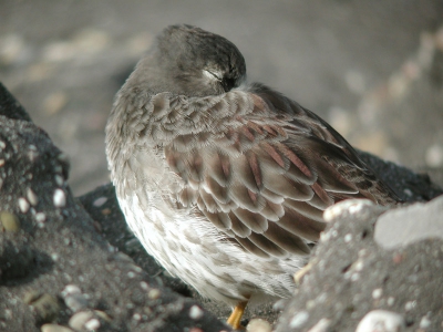 Digiscoping met Leica Apo 77 en Coolpix 990 vanaf de rijstzak vanuit de auto.