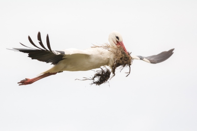 Voor het eerst zit er een koppeltje ooievaars op het nest bij de theetuin in Eemnes. Het mannetje vloog druk af en aan met nestmateriaal vanuit de aangrenzende weilanden.  Ik ben een stuk verder bovenop de dijk gaan staan waardoor hij mooi dicht langs kwam vliegen.