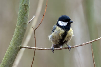 Koolmees niet schuw maar wel ongekamd. In de eerste lentezon de eerste birdpic met de nieuwe camera.