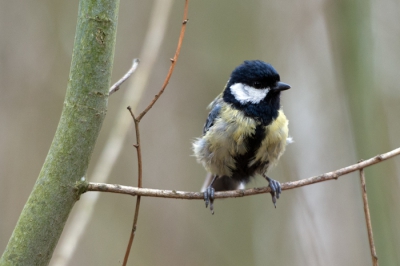 Koolmees niet schuw maar wel ongekamd. In de eerste lentezon de eerste birdpic met de nieuwe camera.