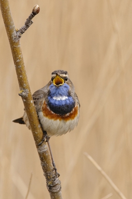 Gisteren naar de blauwborsten geweest en deze kunnen vastleggen.