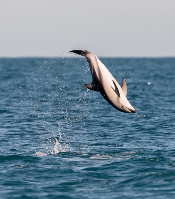 Ik kan naast de Albatross Encounter ook deze Dolphin Encounter wel aanbevelen.