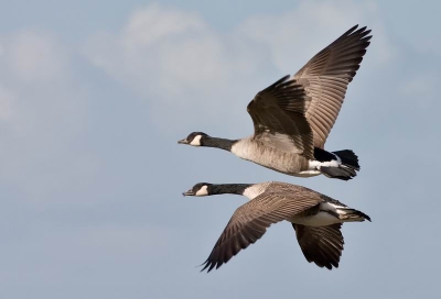 Mijn eeste foto op Birdpix. Vooral in deze tijd van het jaar zie je heel veel trekvogels, waaronder deze canadese ganzen. Hoewel ze eigenlijk niet in de werelddeel horen, zijn ze qua tekening net iets leuker dan de grouwe gans. 

Vanuit de Hand
Photoshop CS2 as post processing
Niveaus en Contrast
Ruis weggehaald met noise ninja
Verscherpt met smart sharpen
Licht uitgesneden
Verkleind voor web
Sluiter: 1/1000
diafragma: 10
Canon eos 300D met 400 5.6 L lens
