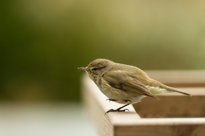 Even plassen? Tjiftjaf in de tuin. Hij kwam dichtbij zitten, dus ik heb hem niet hoeven croppen.