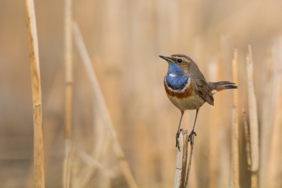 Lastig als je lens niet door het kijkgat van de vogelkijkhut past.  De eerste keer dat ik een blauwborst zo vrij zittend en dichtbij zag.  Het licht was helaas wat minder.