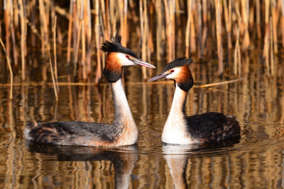 Zins kort weer gericht voor de vogels er op uit....heerlijk.
Op zoek naar de baltsende Fuut.Uiteindelijk een gewillig stelletje gevonden alleen het vertoonde liefde's spel was nog wat lauw.
Dan maar een mooi klassiek plaatje.