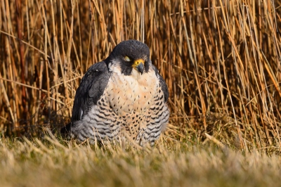 Deze Slechtvalk was aan het zonnen in de luwte van het riet tegen de koude oosten wind.
Het grappige was dat auto's hem steeds op enkele meters passeerde en dat ie daarvan regelmatig schrok om daarna weer vertwijfeld zijn ogen dicht te doen.