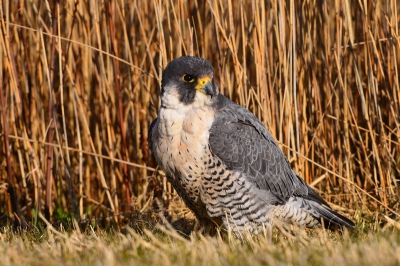 Verstoord draaide zij  zich om.
Na een grote vrachtwagen die voorbij reed werd het haar toch een beetje te gortig.
Wel een goede gelegenheid voor een foto.