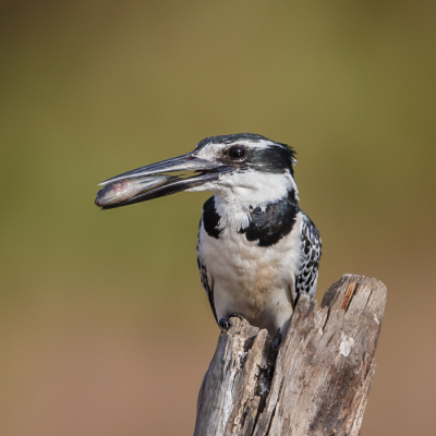 Deze ijsvogel kun je in Gambia niet missen, maar deze was met visje zeer dicht te benaderen.