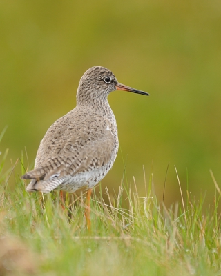 Op de zondag dat er mooi weer was voorspeld, begon het regenachtig. Het voordeel van de lichtsterke nieuwe lens was meteen te merken. Deze foto van een 'gewone' tureluur had ik met de 80x400 mm lens een stuk minder makkelijk kunnen maken.