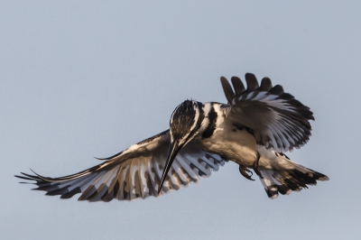 Gisteren de Bonte ijsvogel met vis, nu een serie van het voorafgaand, waar dezesoort om bekend staat, bidden en dan toeslaan.