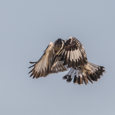 De volgende van de serie biddende ijsvogel, het is prachtig om te zien met wat voor snelheid ze in het water duiken.