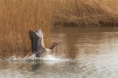 Ik  probeer al een tijdje een landing met opspattend water goed vast te leggen. Deze vond ik wel mooi met het riet als achtergrond.