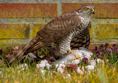 Ik ga de buurman halen!

Met deze dappere woorden verliet mijn zoontje van 6 het strijdtoneel. Iedereen wilde hij deelgenoot maken van zijn ontdekking van deze sperwer en duif bij ons in de straat. Maar tot grote teleurstelling kwam hij terug toen de sperwer net weg was gevlogen. Een buurtgenoot besloot met zijn auto tussen mijn lens en de sperwer in te gaan staan om te kijken waar er nu weer zo nodig foto's van gemaakt moet worden. Van dat unieke moment 'wegvliegende sperwer met prooi' heb ik alleen een foto in mijn hoofd...

vervolg van: http://www.birdpix.nl/album_page.php?pic_id=356126