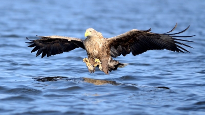 Toch op Zondagochtend maar een extra tocht met de boot gedaan ivm de betere weersomstandigheden, met ondermeer deze foto als resultaat.