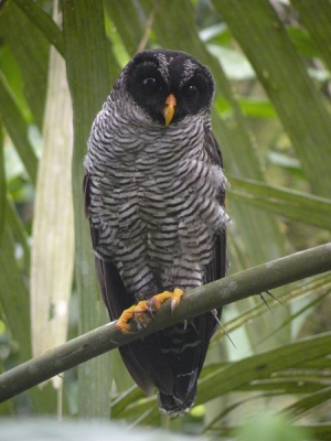 Tijdens onze rondreis door Costa Rica, zijn we tijdens een wandeling in Tortequero op deze fantastische uil gestuit. Hij zat in een aangrenzend gebied naast het hotel op bijna ooghoogte. Deze foto is gemaakt met mijn toenmalige camera een Nikon Coolpix P80. Ik vond hem te mooi om niet te laten zien, aangezien deze soort niet veel te zien is op BP.