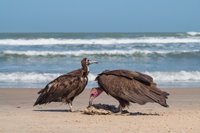 Deze gieren waren een aangespoelde vis aan het eten, ik schoof voorzichtig dichterbij op het zand, ze merkten mij niet!