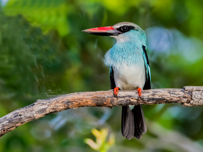 Na de bonte ijsvogel, nu zijn kleurrijke broertje, van uit en bootje uit de hand genomen,