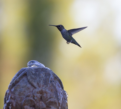 De hummingbird was aan het drinken bij een fontein bij familie in de tuin waar we op bezoek waren in de namiddag.