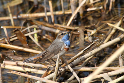 Het blijft een schitterende vogel, de Blauwborst.
Erg herkenbaar aan zijn zang.