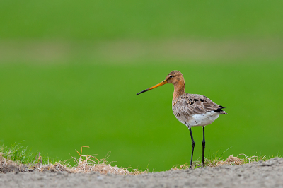 Vanochtend stond deze Grutto mooi te poseren op de dijk. Thuis gekomen zag ik dat het groene weiland en een verderop gelegen sloot een prachtige dof vormden.
