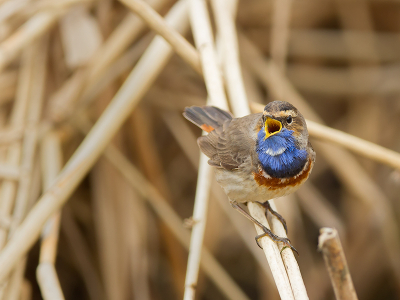 Vanmorgen vroeg voor het eerst de Blauwborst kunnen fotograferen. Het zonnetje scheen en er was niet zoveel wind waardoor ze zich mooi lieten zien. Meerdere mannetjes zongen het hoogste lied. Ik heb meerdere foto's kunnen maken, maar deze vond ik erg mooi in volle zang.