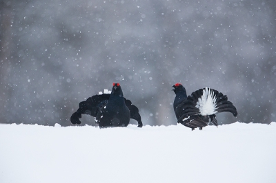 Af en toe mooie winterse sferen op de baltsplaats van de korhoenders.