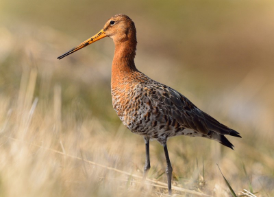 Ik vind het licht bij deze foto zo ontzettend mooi.
Helaas ook wat weinig beeldruimte.
Ik kon van 1.2 crop terug naar fullframe in de camera maar ik vergat dit te doen.
Nikon D800 /1.2 crop  Sigma500mm (600mm) 4.5
1/1600 - F8   iso800