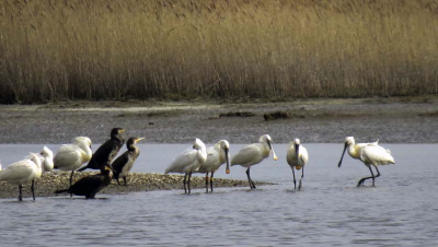 Lepelaars en aalscholvers in de Breebaartpolder Groningen.
Vanuit de vogelkijkhut