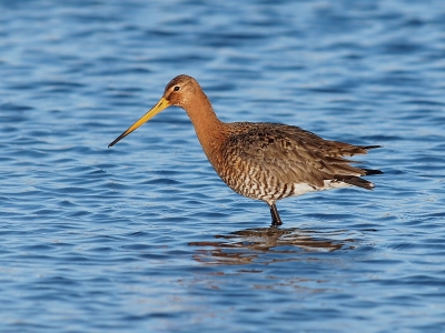 In het blad Vogels werd ik geconfronteerd met het feit dat de Grutto moelijk heeft het in ons land. Vandaar toch nog maar even een statie-portret in water van deze prachtige vogel.